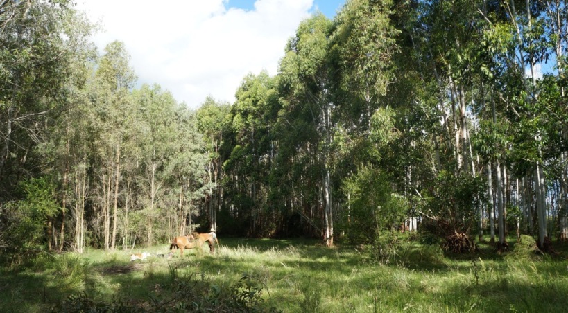 eucalyptus forest uruguay